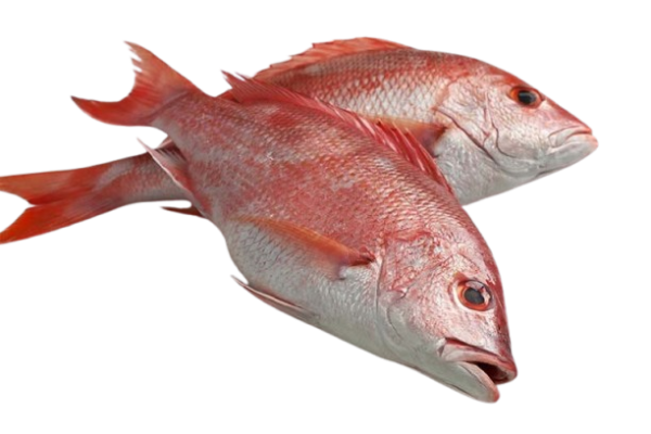 Red Snapper